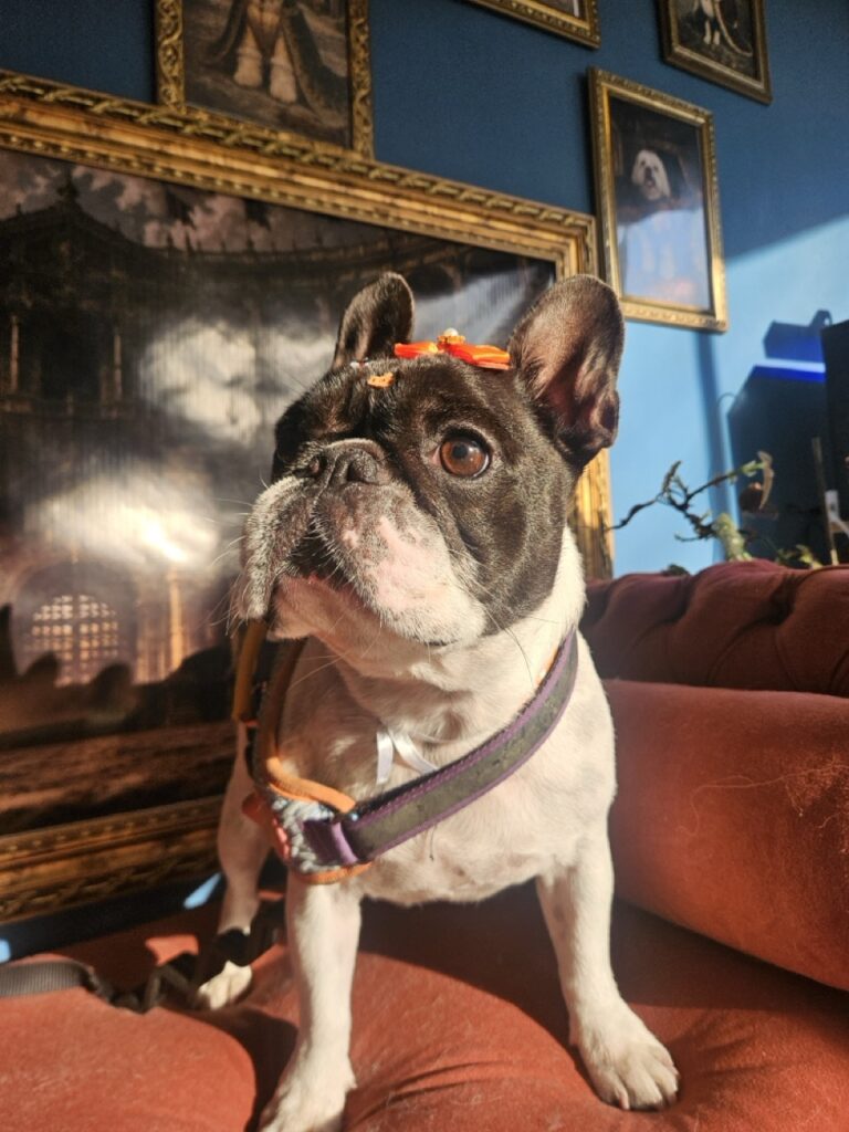 Margarete na Realeza Pets, foto 5