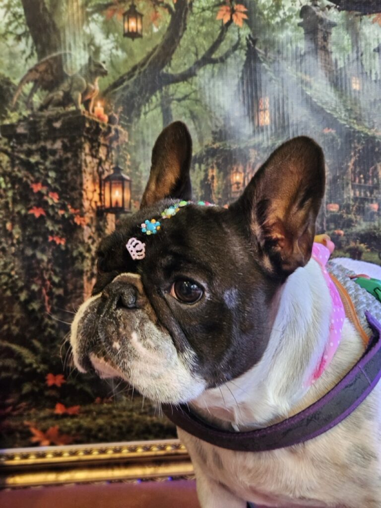 Margarete na Realeza Pets, foto 13
