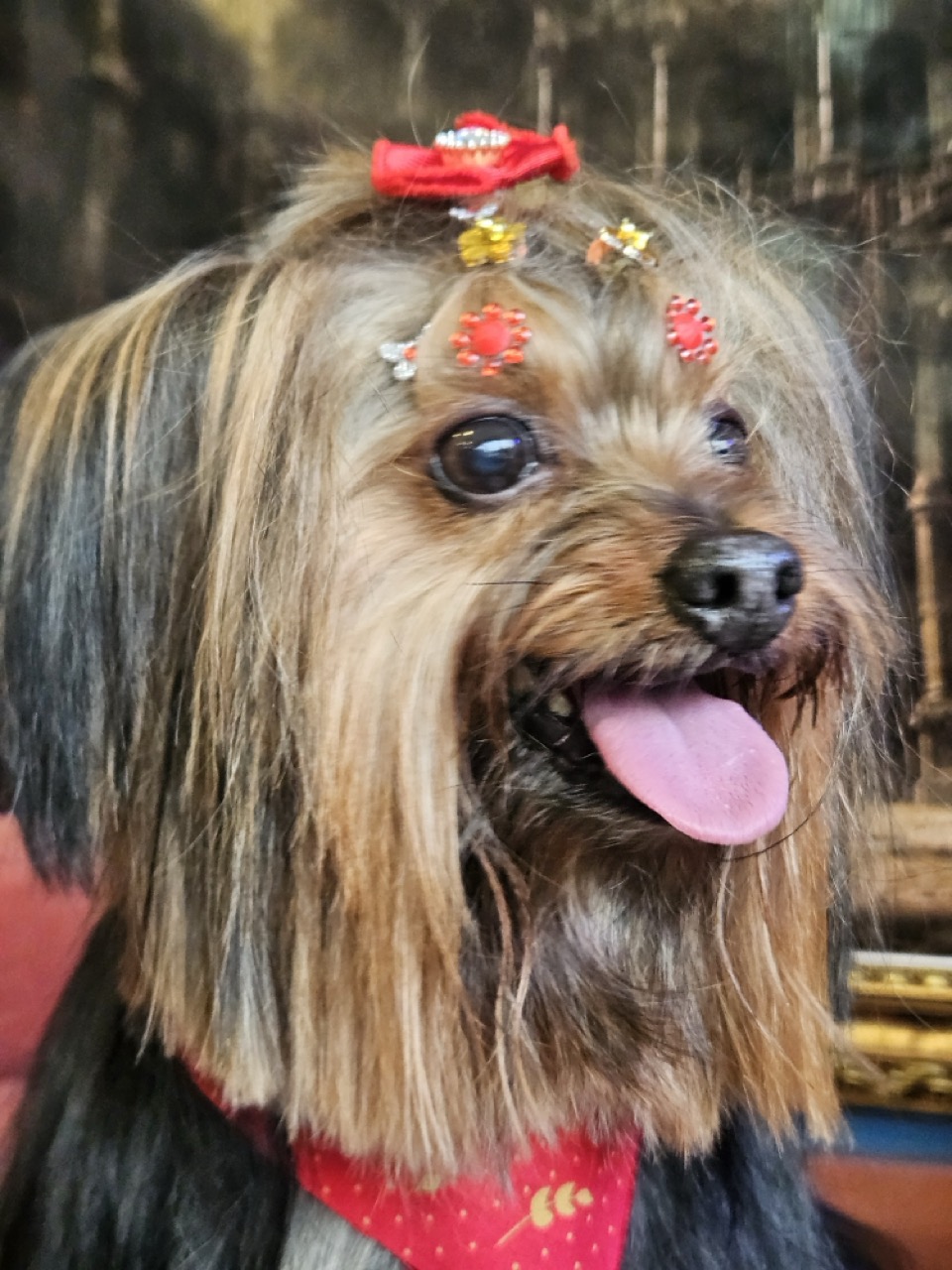 Tosa Tosa da Raça em Sophia, Yorkshire, feita na Realeza Pets