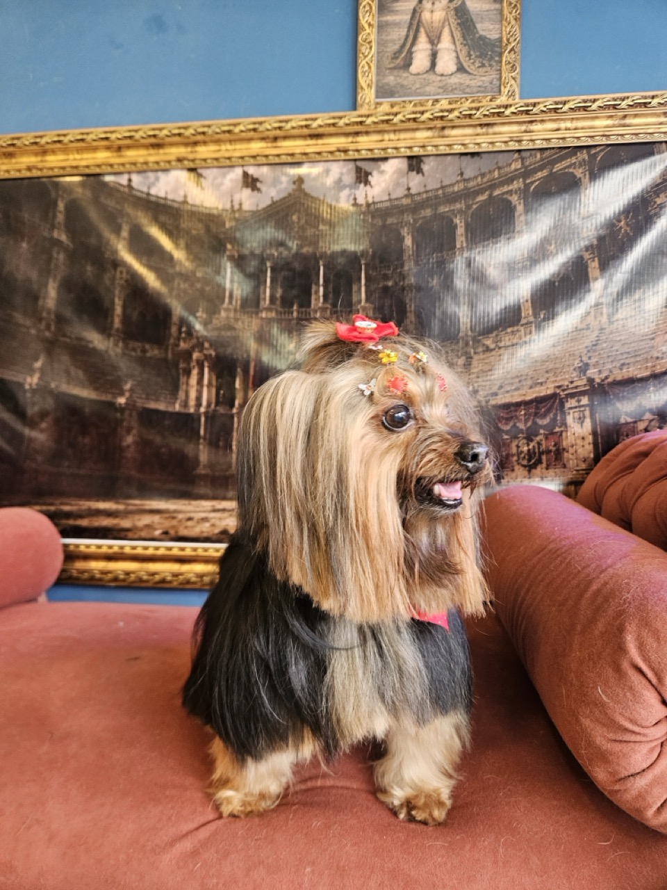 Tosa Tosa da Raça em Sophia, Yorkshire, feita na Realeza Pets