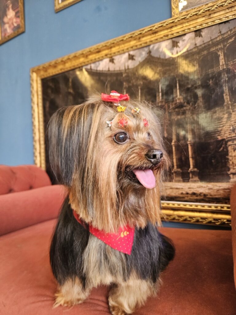 Sophia, Yorkshire atendido na Realeza Pets