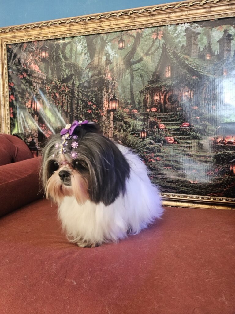Nega na Realeza Pets, foto 10