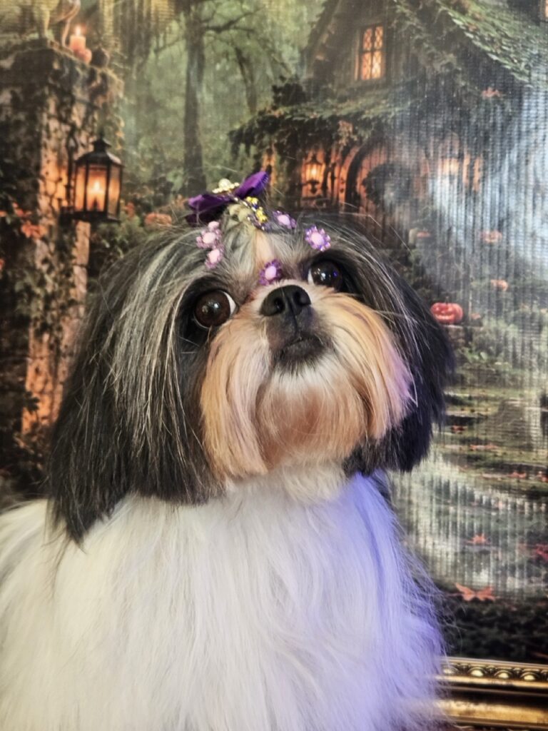 Nega na Realeza Pets, foto 11