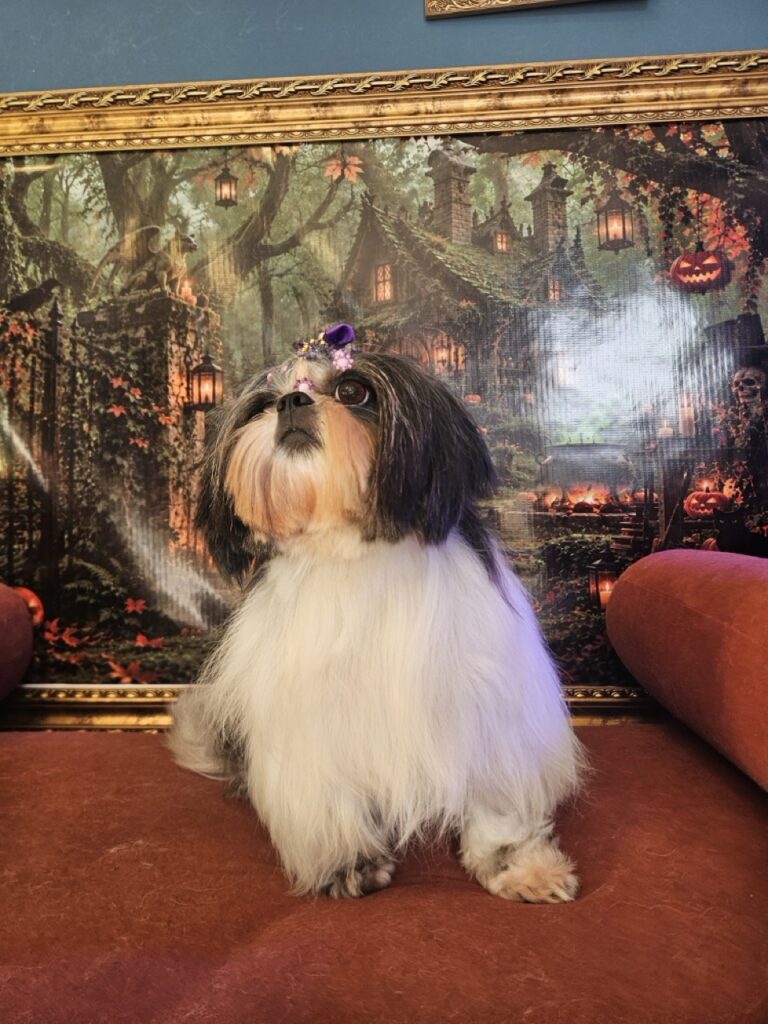 Nega na Realeza Pets, foto 12