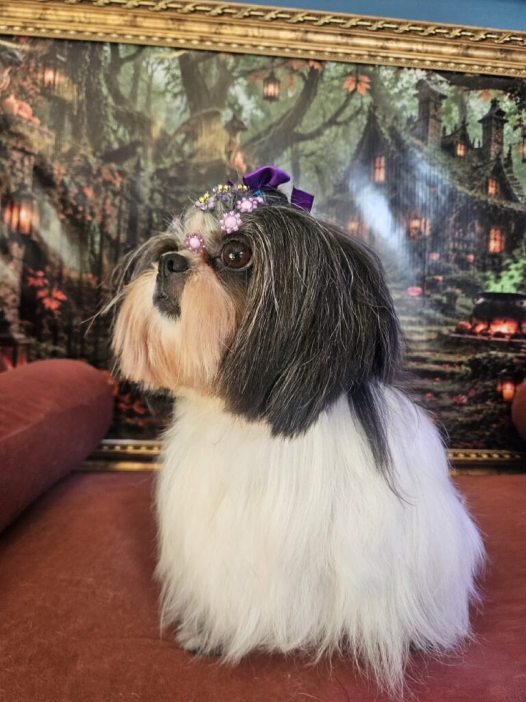 Nega na Realeza Pets, foto 13