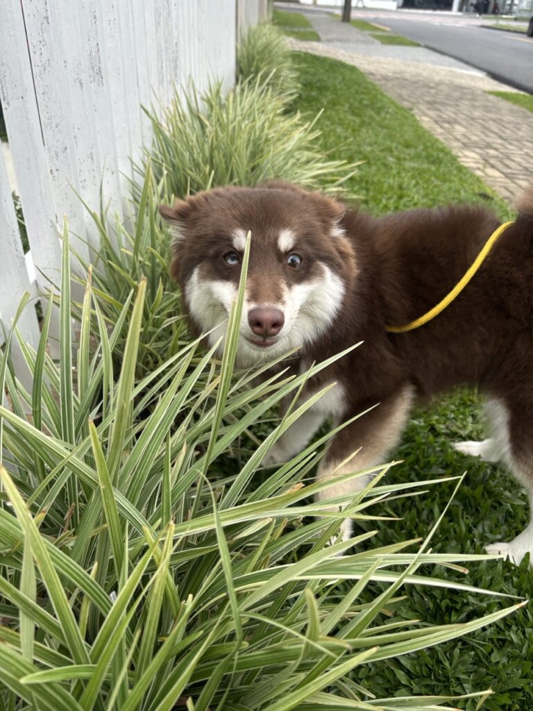 Pandora na Realeza Pets, foto 10