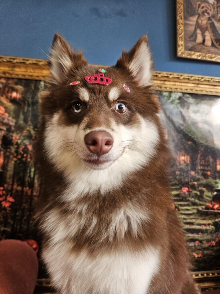 Pandora, Pomsky atendido na Realeza Pets