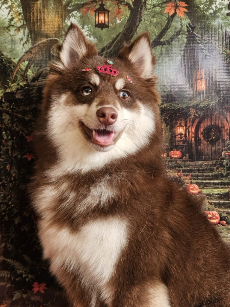 Pandora na Realeza Pets, foto 12