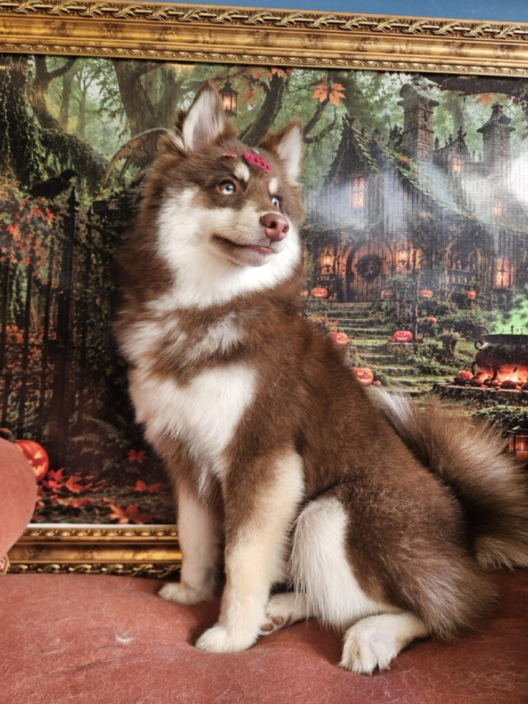Pandora na Realeza Pets, foto 15