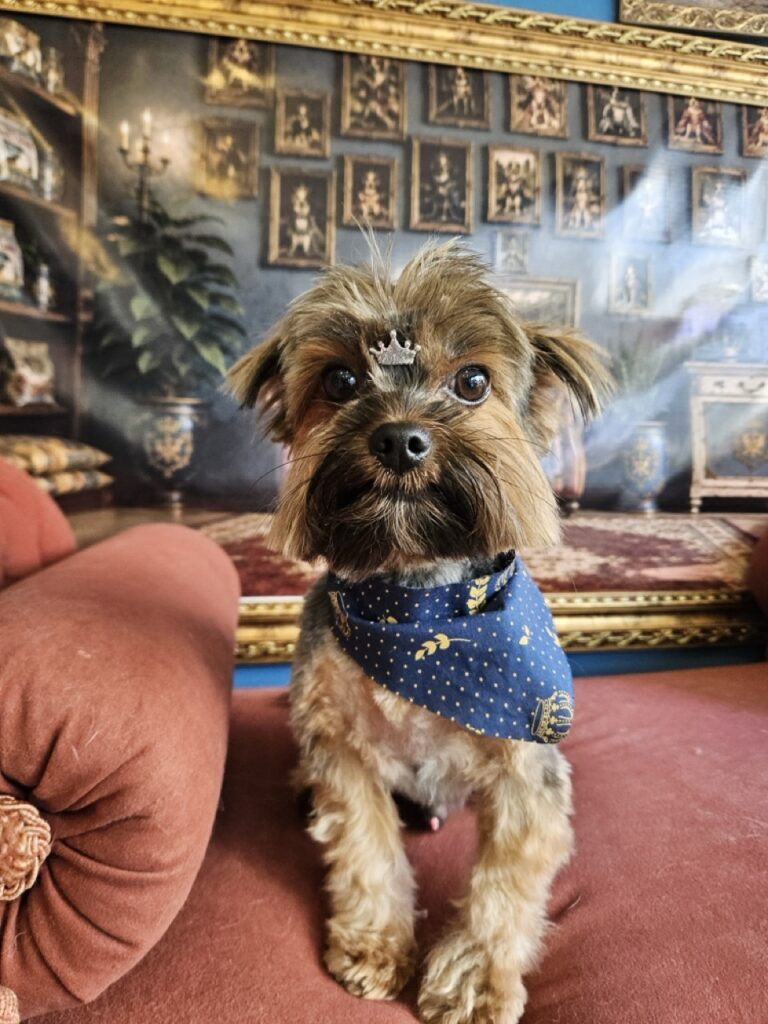 Peter, Yorkshire atendido na Realeza Pets