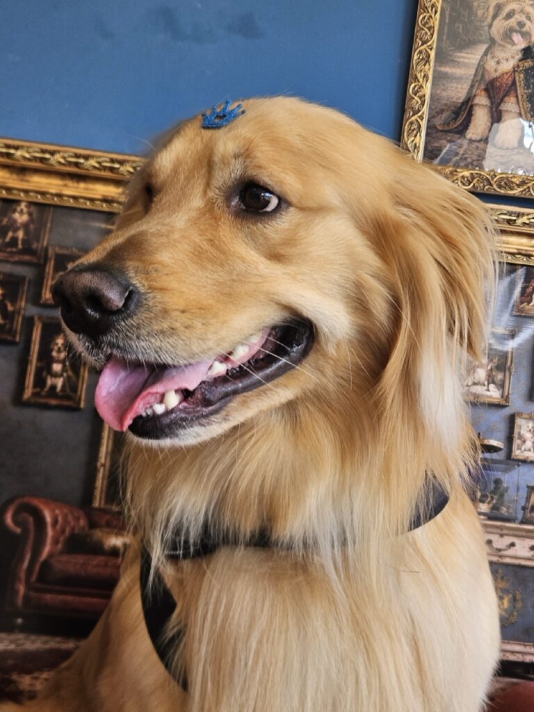 Pacco na Realeza Pets, foto 6