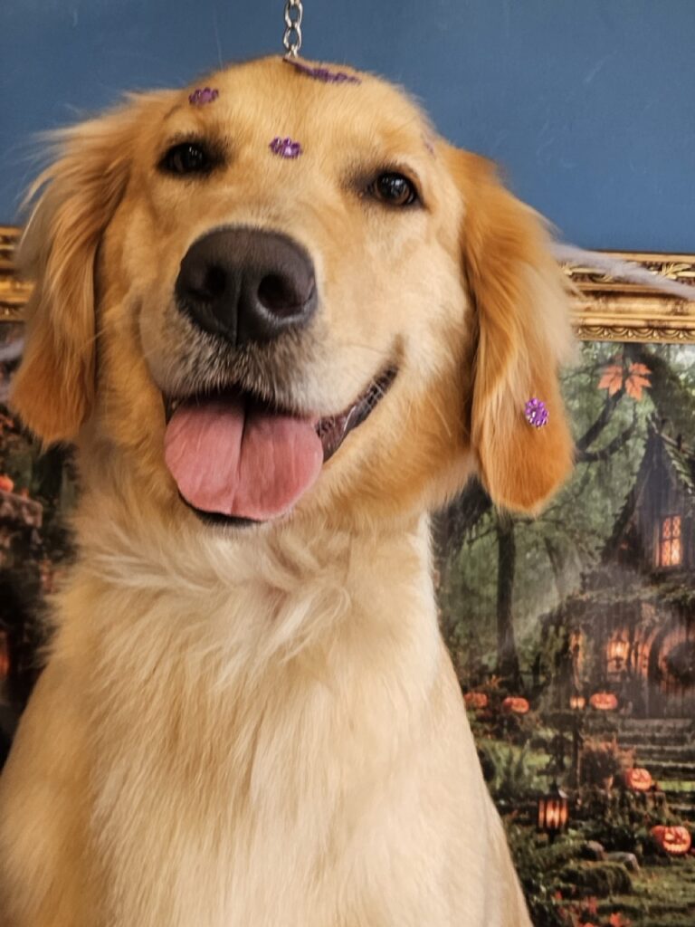 Maria, Golden Retriever atendido na Realeza Pets