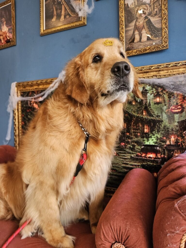 Pipo na Realeza Pets, foto 8