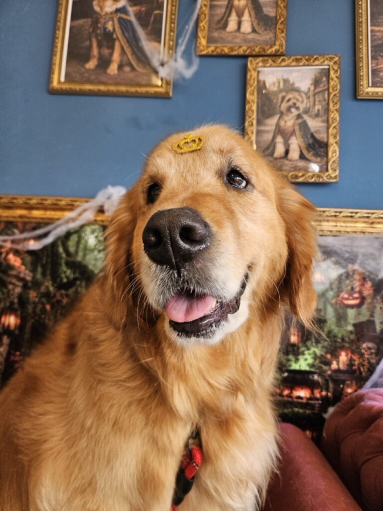 Pipo, Golden Retriever atendido na Realeza Pets