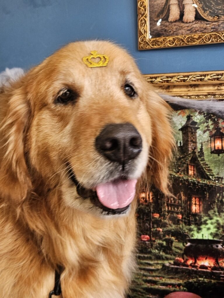 Pipo na Realeza Pets, foto 10