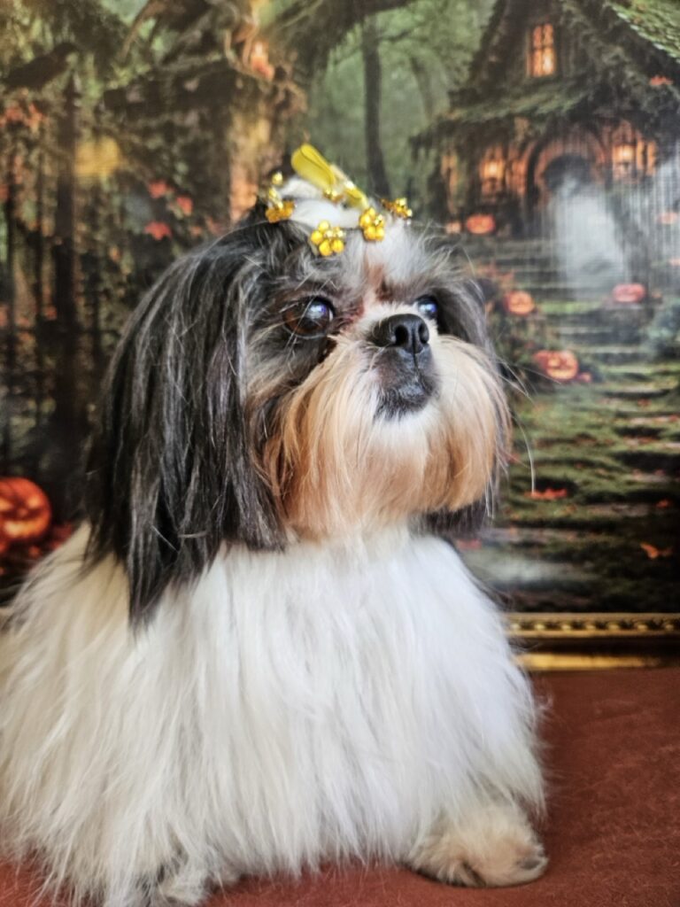 Nega, Shih Tzu atendido na Realeza Pets