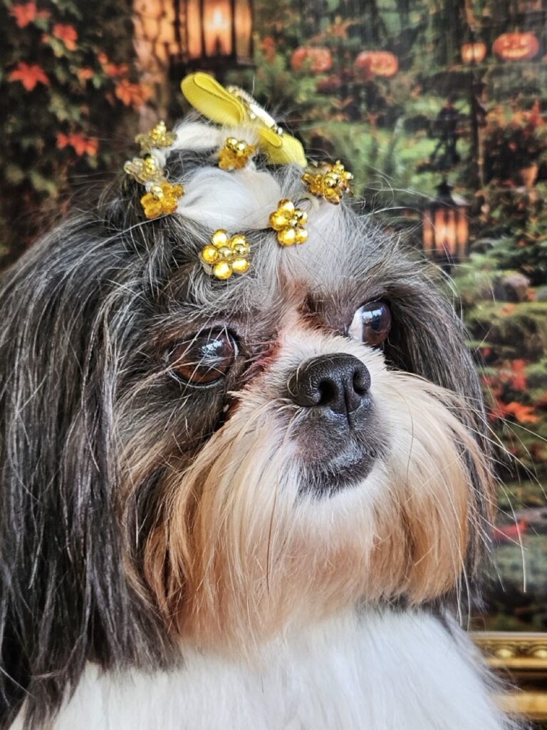 Nega na Realeza Pets, foto 15