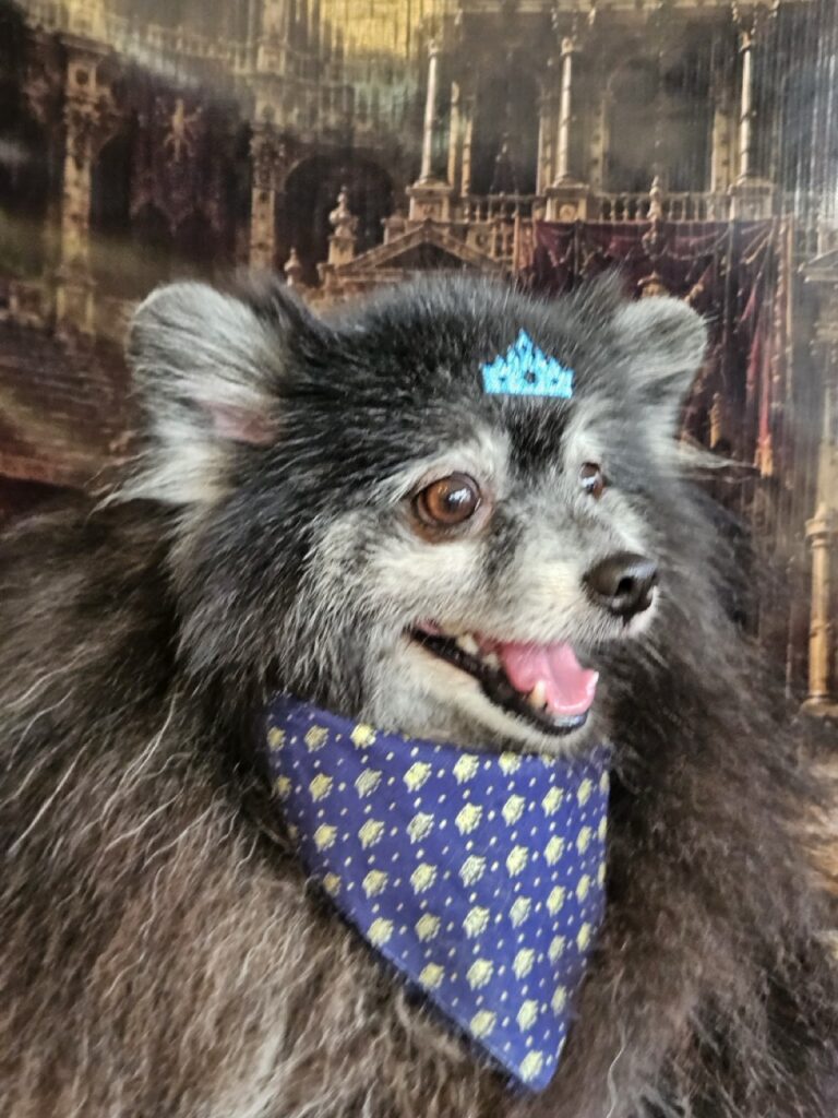 Bento, Spitz atendido na Realeza Pets