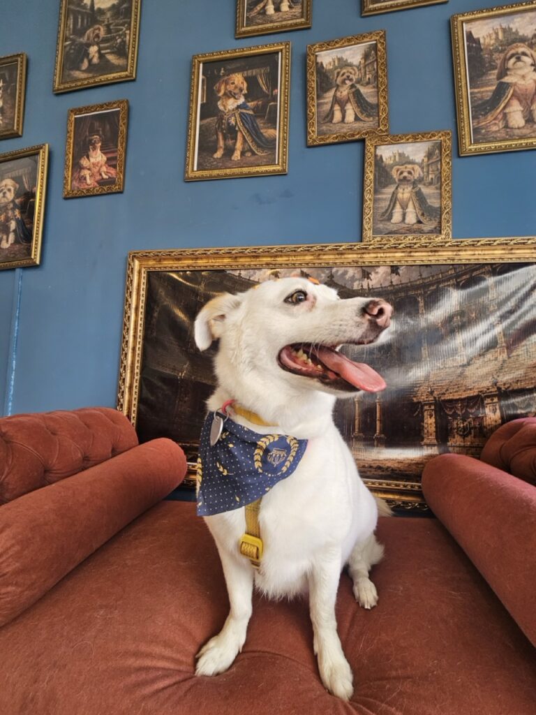 Elsa Maria, SRD atendido na Realeza Pets