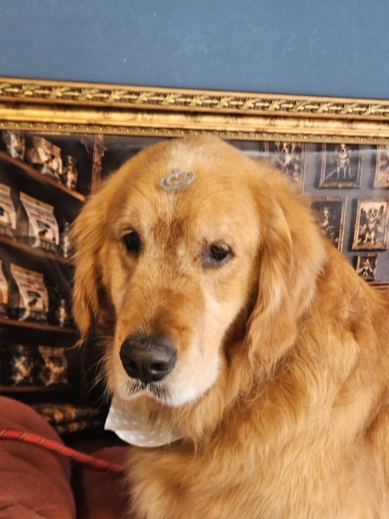 Pipo na Realeza Pets, foto 5