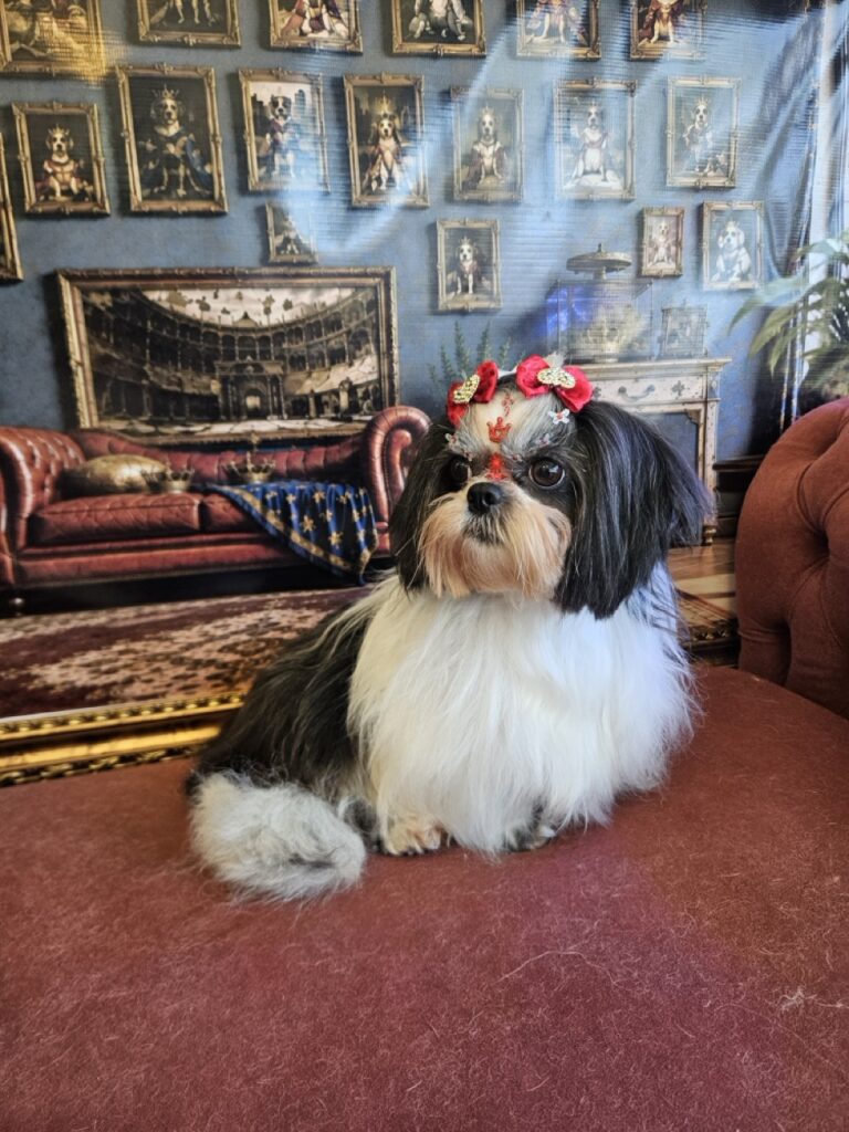 Nega na Realeza Pets, foto 7