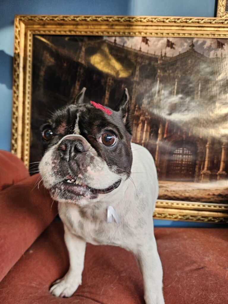 Margarete na Realeza Pets, foto 6