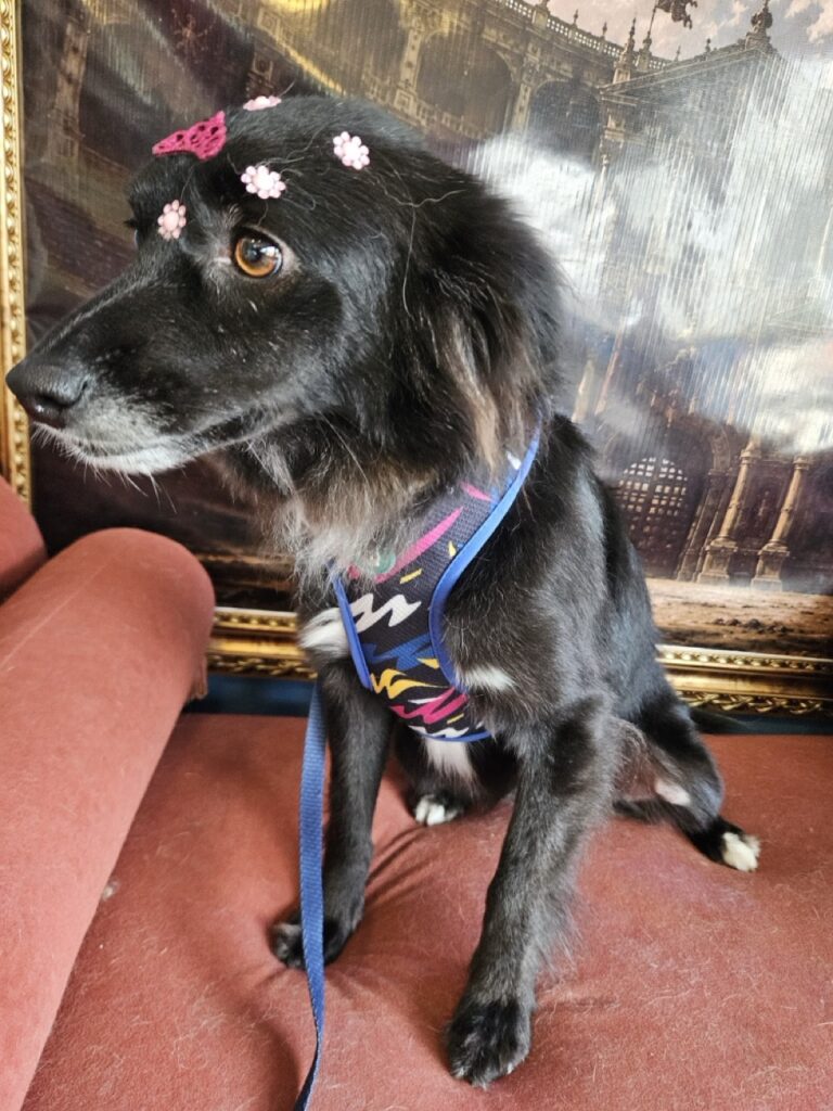 Naomi na Realeza Pets, foto 8