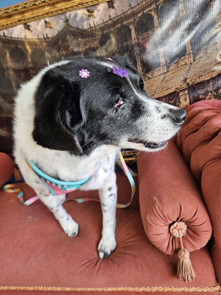 Lola na Realeza Pets, foto 8