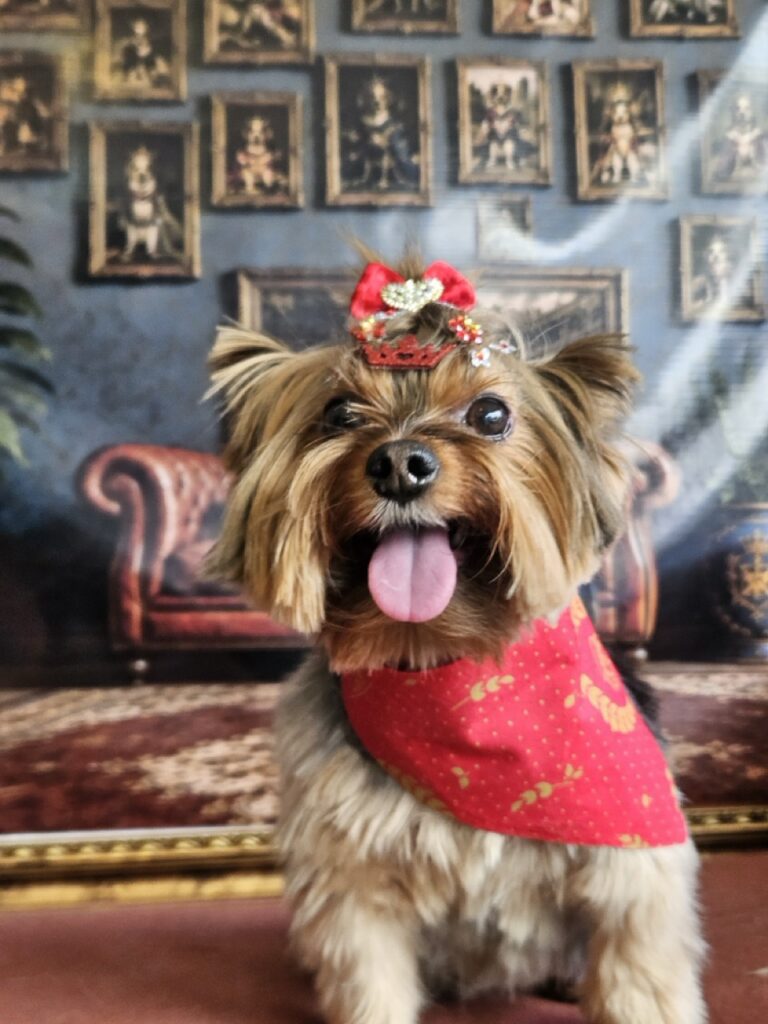 Valentina na Realeza Pets, foto 6