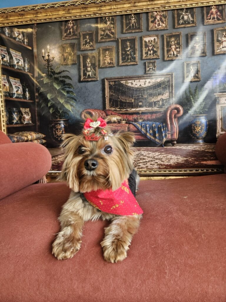Valentina na Realeza Pets, foto 5