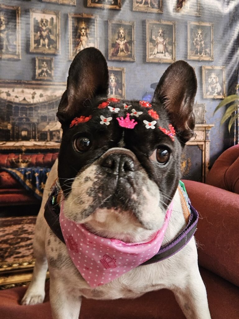 Margarete na Realeza Pets, foto 10