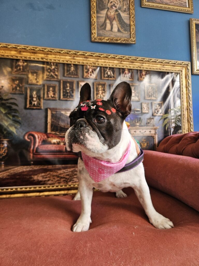 Margarete na Realeza Pets, foto 11