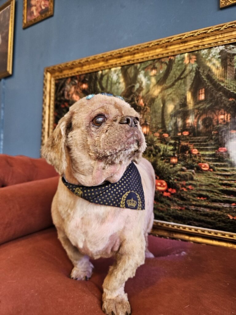 Chewy, Shih Tzu atendido na Realeza Pets