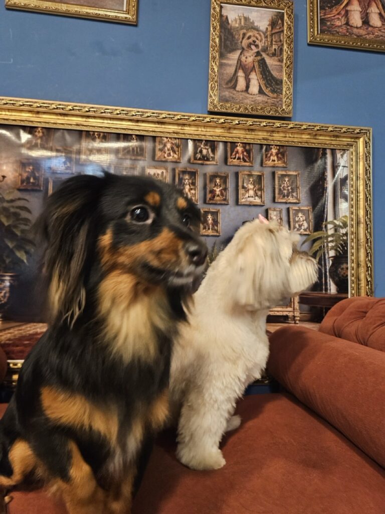 Nix na Realeza Pets, foto 5