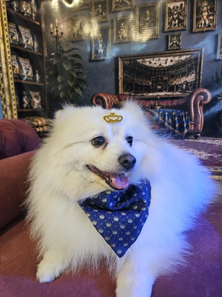 Snow, Spitz atendido na Realeza Pets