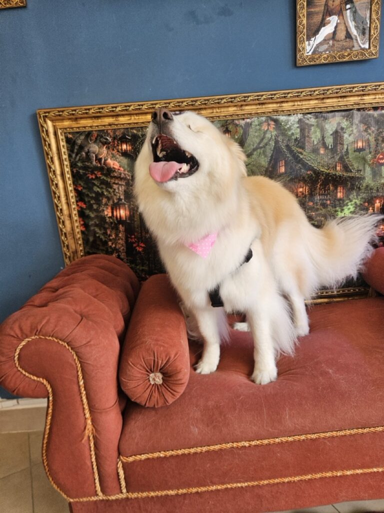 Akira na Realeza Pets, foto 5