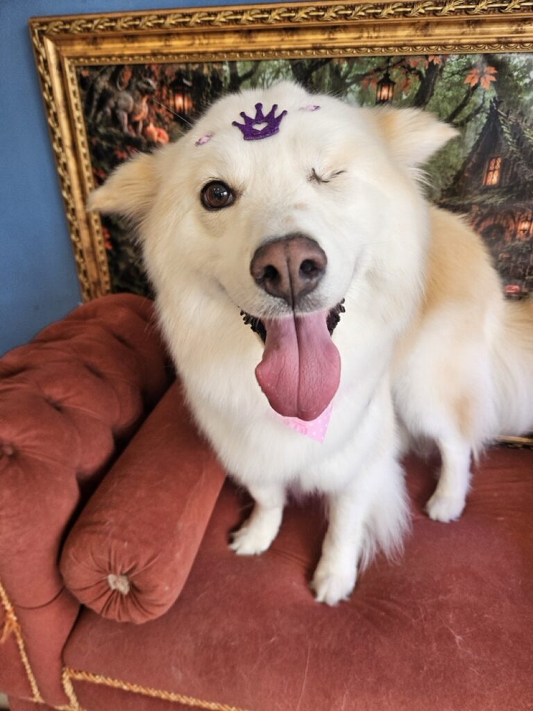 Akira na Realeza Pets, foto 6