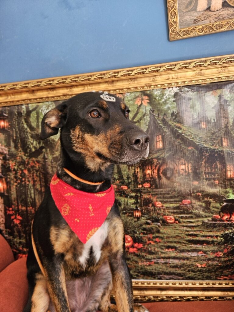 Luna, SRD atendido na Realeza Pets