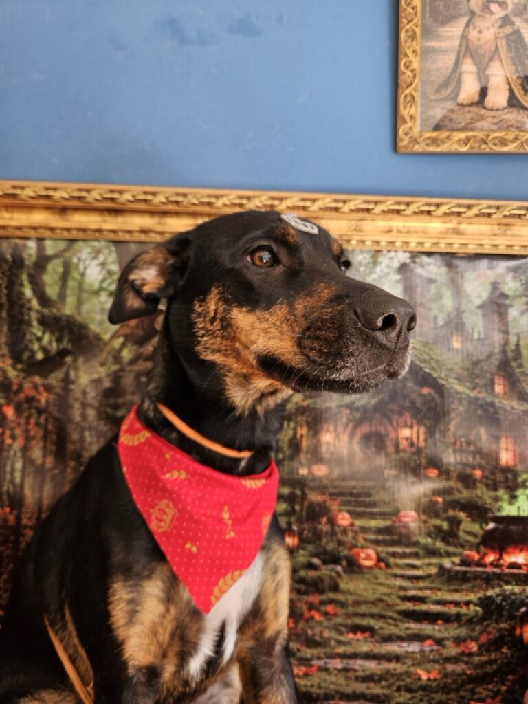 Foto de capa