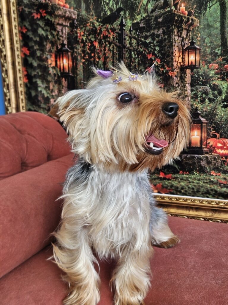 Amora, Yorkshire atendido na Realeza Pets