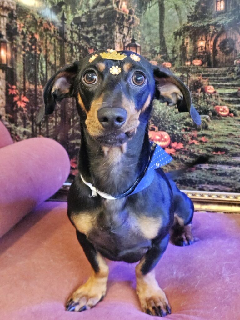 Lungo, Dachshund atendido na Realeza Pets