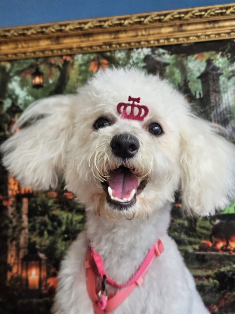 Shakira, Poodle atendido na Realeza Pets