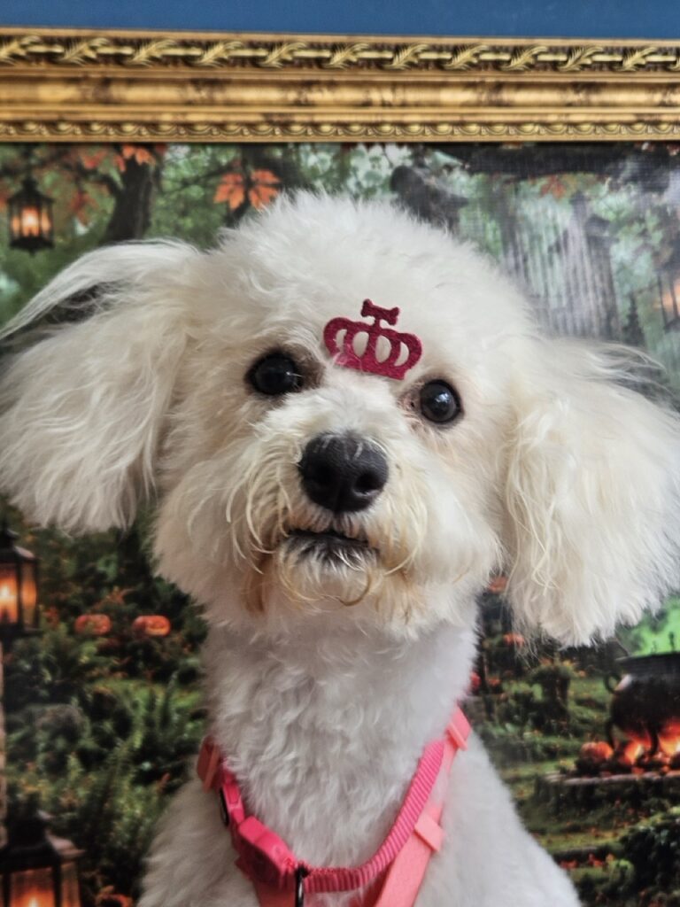 Shakira na Realeza Pets, foto 5