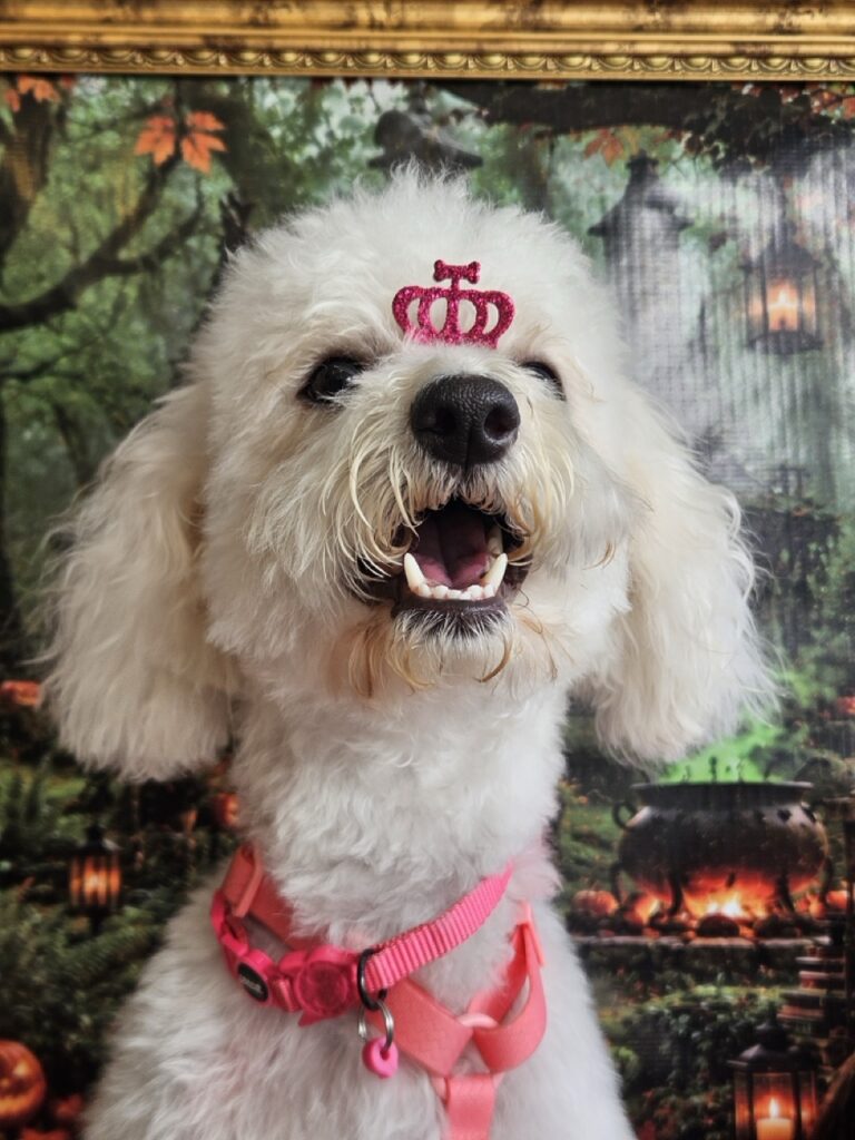 Shakira na Realeza Pets, foto 6