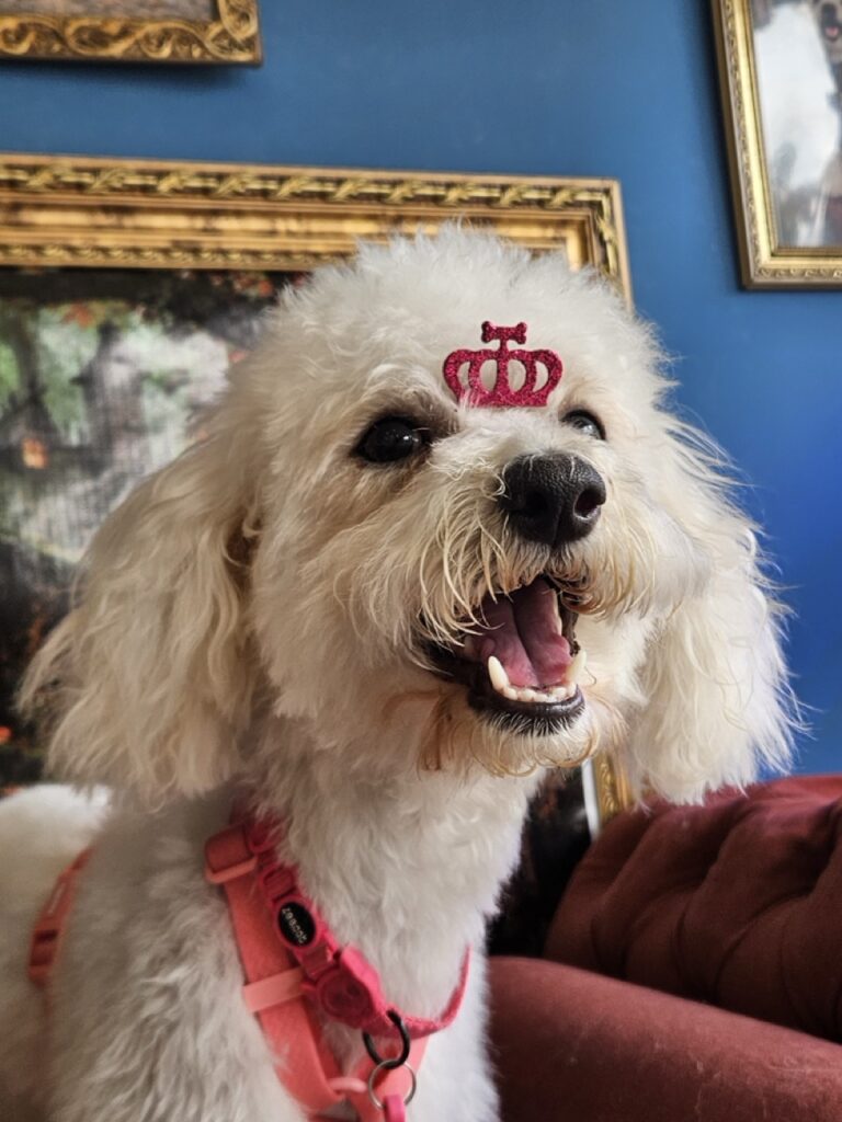 Shakira na Realeza Pets, foto 7