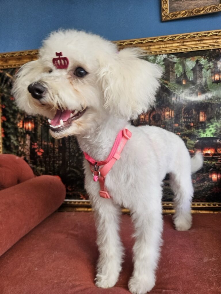 Shakira na Realeza Pets, foto 8