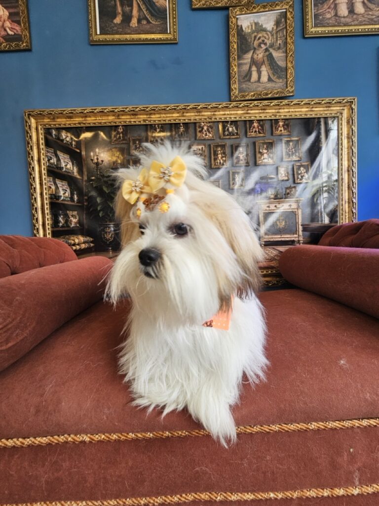 Foto de capa