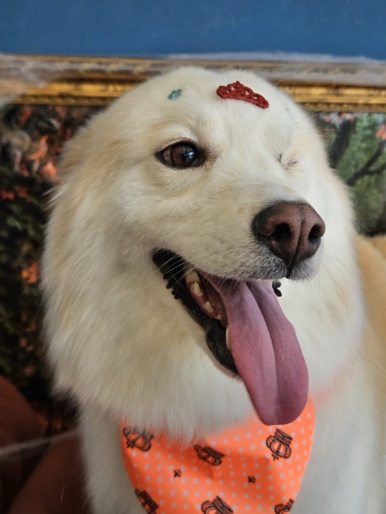 Akira, Akita atendido na Realeza Pets