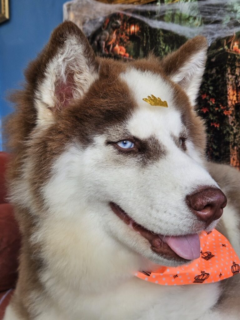 Ravi, Husky Siberiano atendido na Realeza Pets