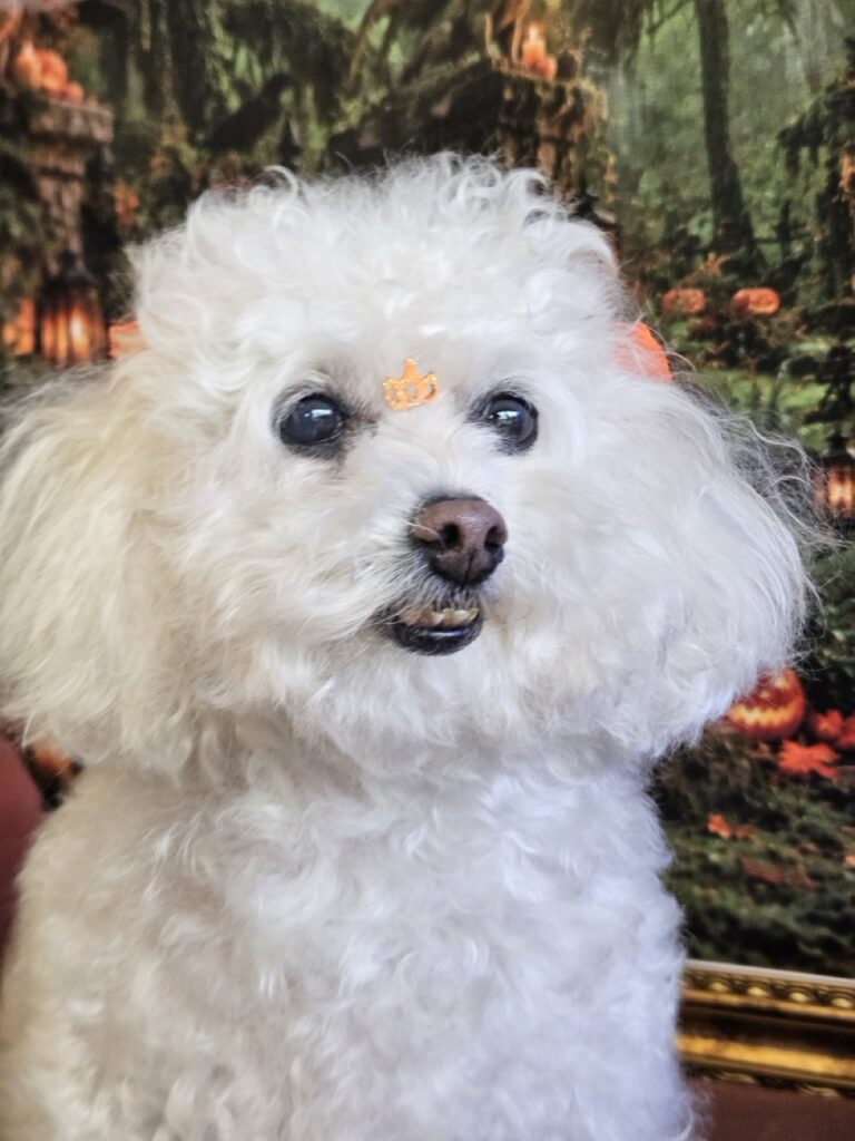 Julie Anne, Poodle atendido na Realeza Pets